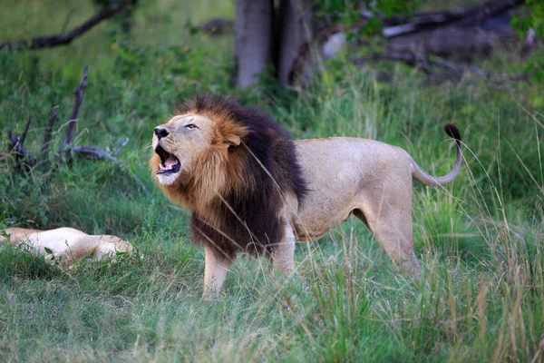 Θηρευτής Λιονταριού Κυνηγός — Φωτογραφία Αρχείου