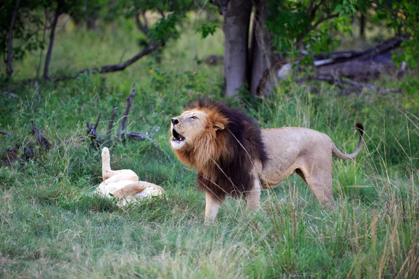 Leone Predatore Felino Cacciatore — Foto Stock