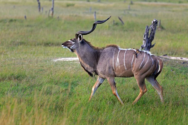 Kudu Reserva Caça Moremi Botsuana — Fotografia de Stock