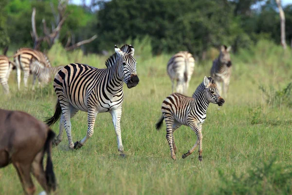 Zebry Moremi Game Reserve Botswana — Zdjęcie stockowe