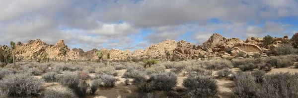 Joshua Tree National Park Desert — Stock Photo, Image