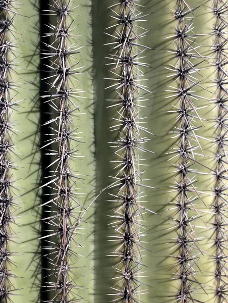 Кактусова Рослина Ботанічна Рослина Шипами — стокове фото