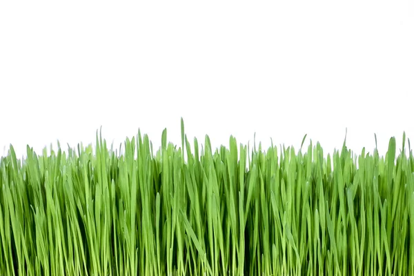 Friska Grönt Gräs Över Vit Bakgrund — Stockfoto