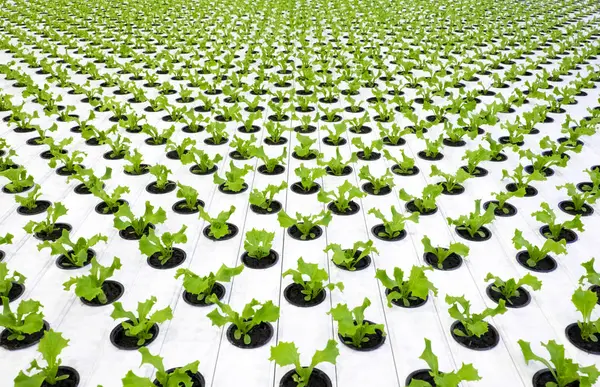 Salatpflanzen Frühstadium Werden Gewächshaus Gezüchtet — Stockfoto
