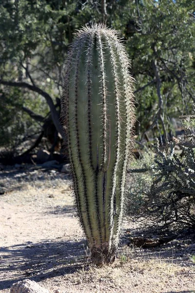Little Saguaro Saguaro National Park Arizona — Stockfoto