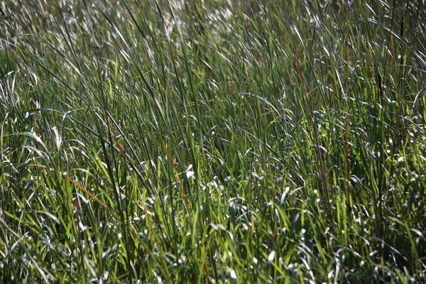 Зеленый Тростник Подсветке — стоковое фото