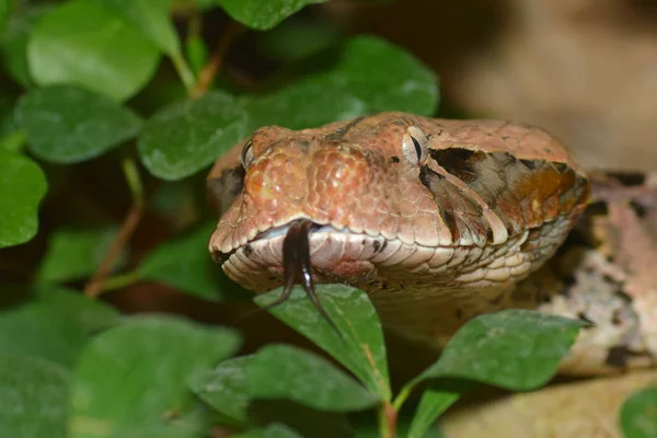 Serpent Dangereux Vipère Animal — Photo