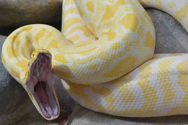 Serpente Mundo Animal Pele Cobra — Fotografia de Stock