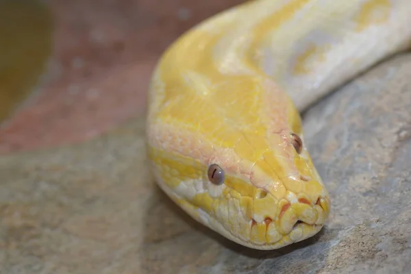 Cobra Perigosa Predador Réptil Cobra — Fotografia de Stock