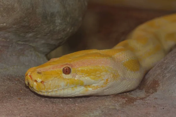 Gefährliche Schlange Reptilienräuber Und Schlangenhaut — Stockfoto