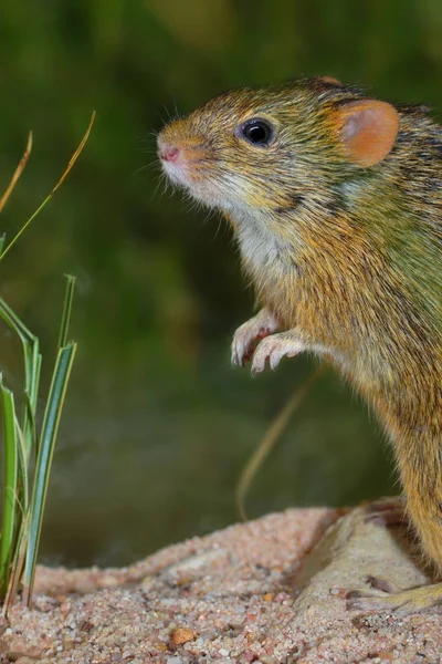 Rhabdomys Pequeño Ratón Roedor —  Fotos de Stock