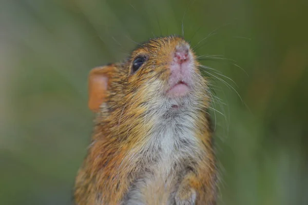 Rhabdomys Gryzonie Małe Myszy — Zdjęcie stockowe