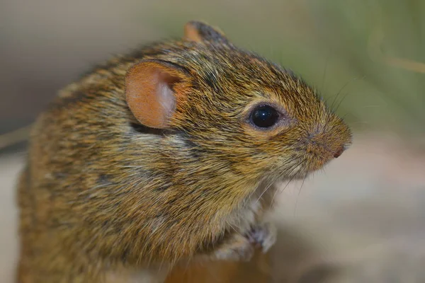 Rhabdomys Rongeur Petite Souris — Photo