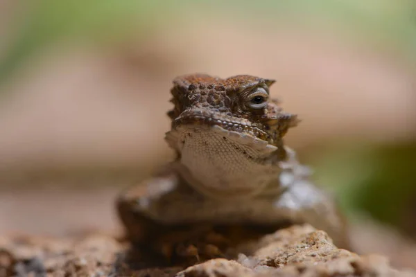 Zblízka Ještěrka Biotopu Koncept Divokosti — Stock fotografie