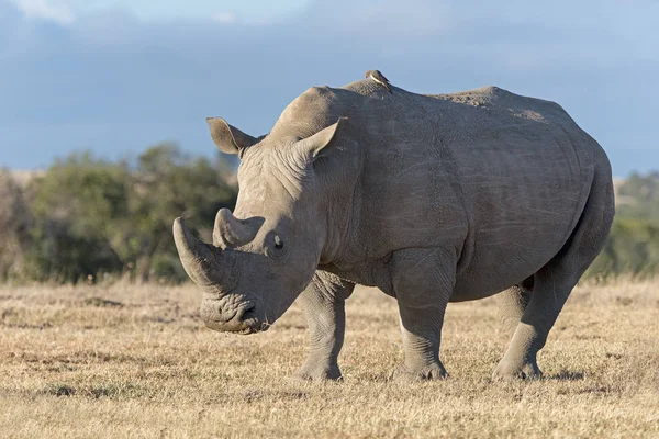 Λευκό Ρινόκερο Ceratotherium Simum Στο Απόθεμα Pejeta Kenya Ανατολική Αφρική — Φωτογραφία Αρχείου