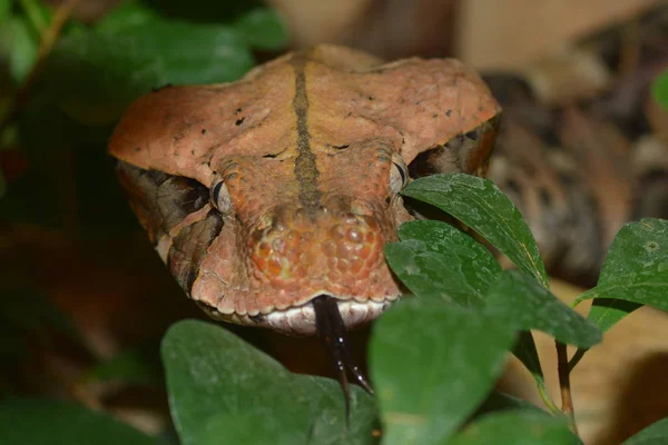 Gevaarlijke Slang Adder Dier — Stockfoto