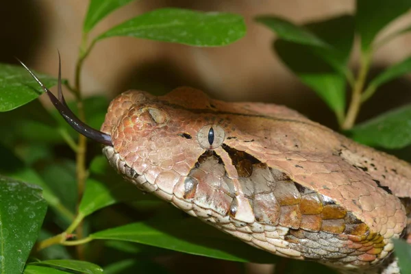Serpente Pericoloso Animale Vipera — Foto Stock