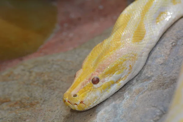 Veszélyes Kígyó Hüllő Ragadozó Kígyóbőr — Stock Fotó