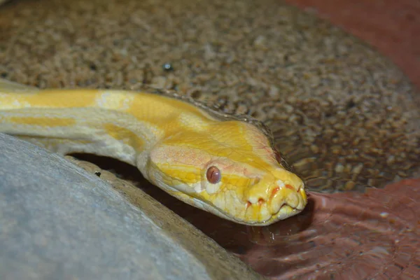 Gefährliche Schlange Reptilienräuber Und Schlangenhaut — Stockfoto