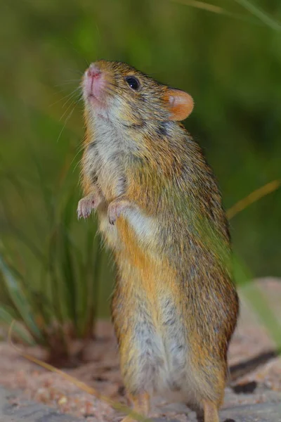 Gros Plan Mignon Écureuil — Photo