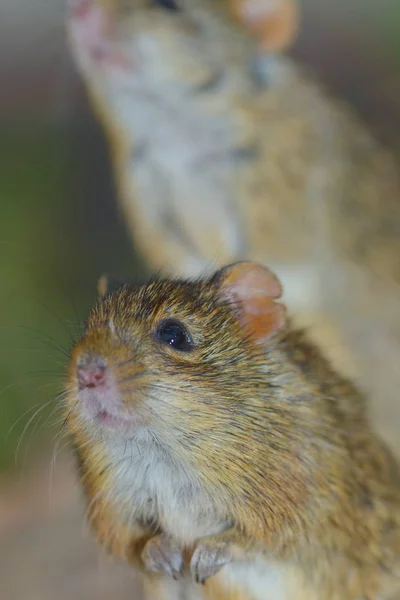 Das Bild Eines Niedlichen Eichhörnchens — Stockfoto