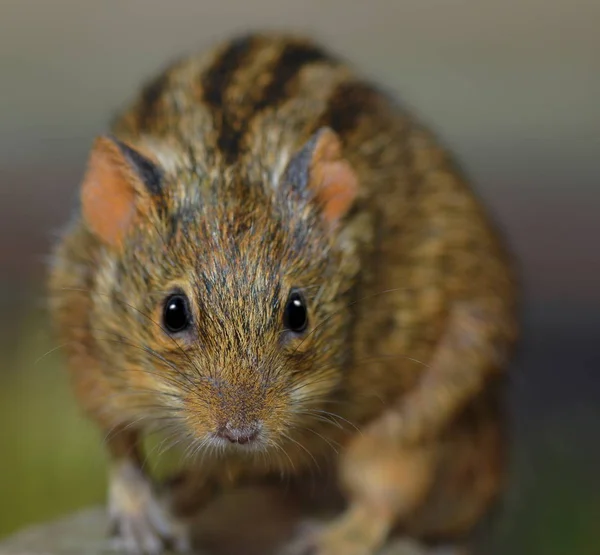 Rhabdomys Pequeño Ratón Roedor —  Fotos de Stock