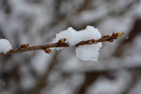 枝上有覆满雪的山莓芽 — 图库照片