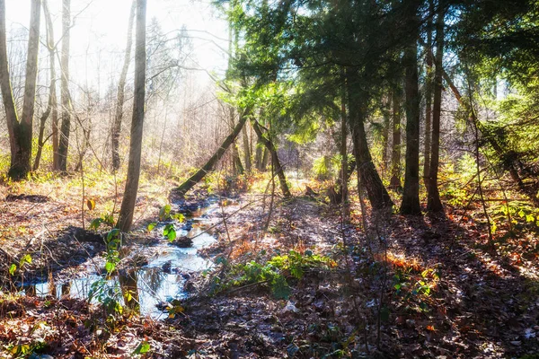 Winterbos Landschap Met Bevroren Beekje Vochtige Biotoop Natuurreservaat Duitsland — Stockfoto