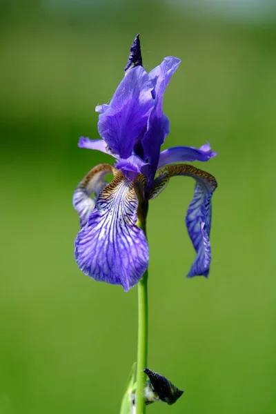 Siberian Iris Sibirica Meadow Sword Lily — Stock Photo, Image