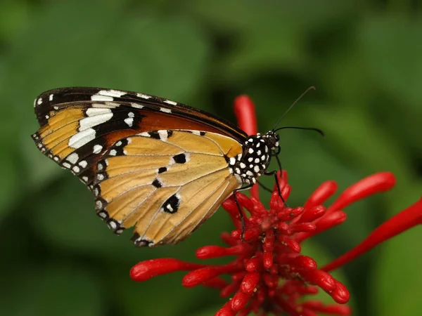 Крупним Планом Метелик Середовищі Проживання Концепція Дикої Природи — стокове фото