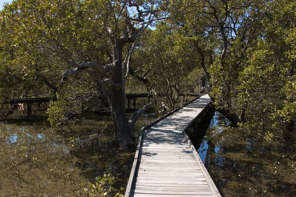 Mangrovebos Australië — Stockfoto