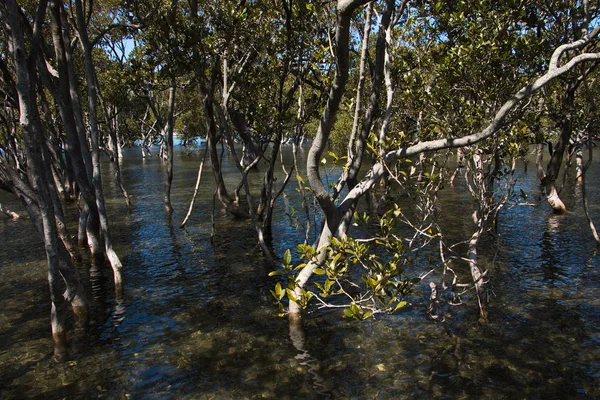 Mangrovebos Australië — Stockfoto