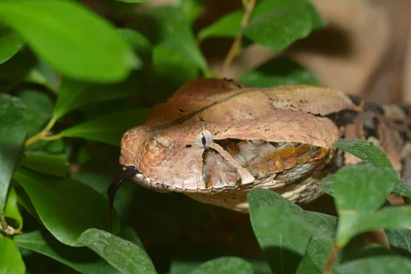 Niebezpieczny Wąż Żmija Zwierząt — Zdjęcie stockowe