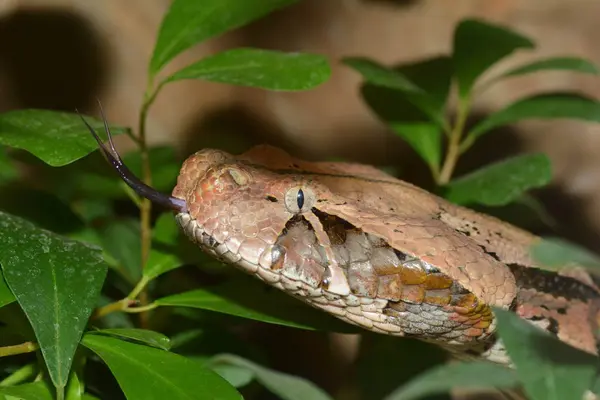 Niebezpieczny Wąż Żmija Zwierząt — Zdjęcie stockowe