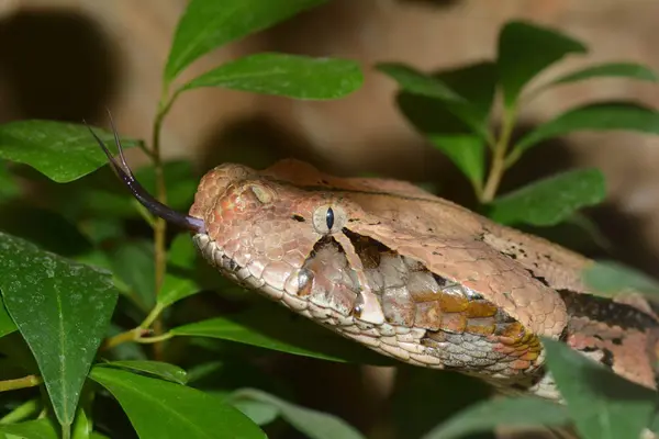 Cobra Perigosa Animal Víbora — Fotografia de Stock