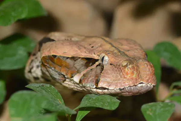 Gevaarlijke Slang Adder Dier — Stockfoto