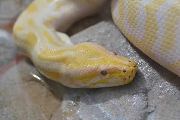 Serpente Pericoloso Predatore Rettile Pelle Serpente — Foto Stock