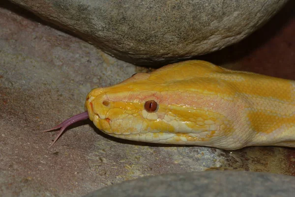 Serpent Dangereux Prédateur Reptiles Peau Serpent — Photo