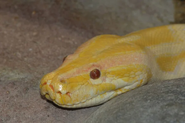 Serpiente Peligrosa Depredador Reptil Piel Serpiente — Foto de Stock