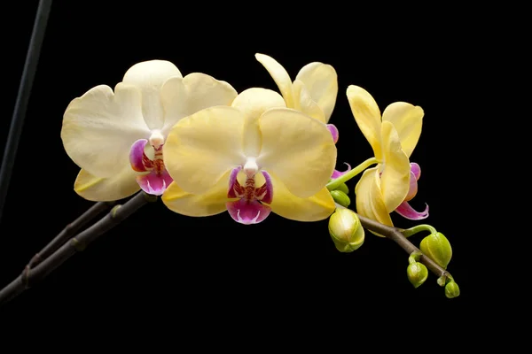 Orquídea Amarela Isolada Fundo Preto — Fotografia de Stock