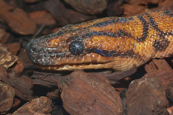 Serpiente Reptil Mundo Animal — Foto de Stock