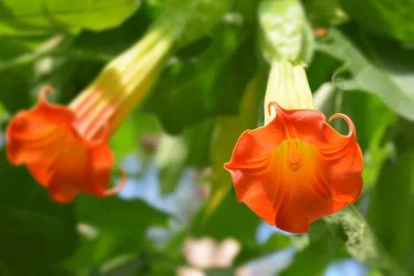 Mooi Botanisch Schot Natuurlijk Behang — Stockfoto