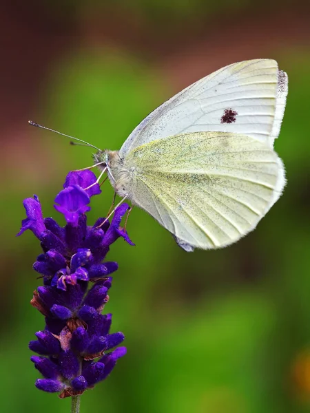 Nahaufnahme Von Schönen Bunten Schmetterling — Stockfoto