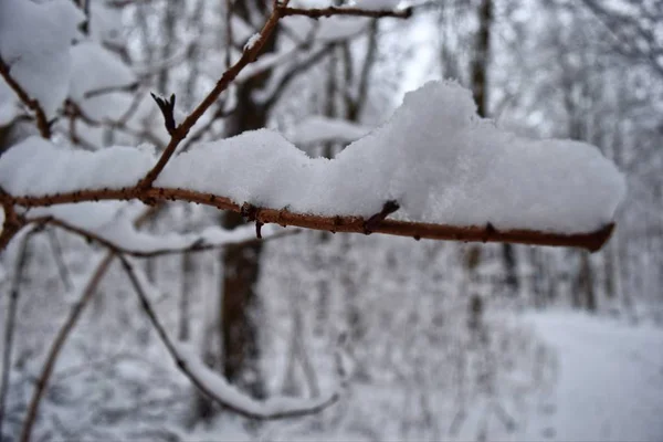 Snow Branch Eilenriede — Stock Photo, Image