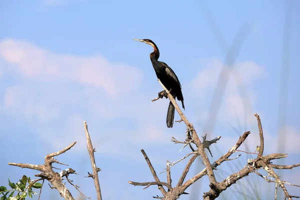 Schilderachtige Vogel Thema Schot — Stockfoto