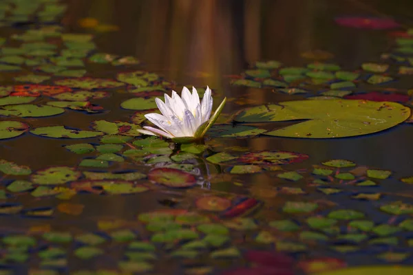 Nilüfer Çiçekleri Taç Yaprakları Gölet Çiçekleri — Stok fotoğraf