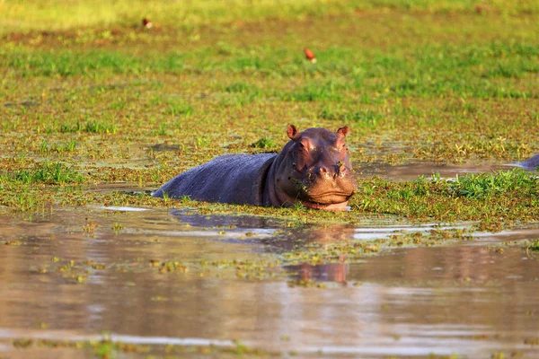 Nilpferd Tier Flusspferd Wildtiere — Stockfoto