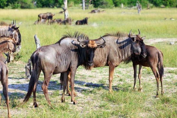 Wildebeest Moremi Spelreservat Botswana — Stockfoto