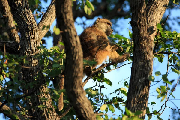 Animal Themes Monkey Nature — Stock Photo, Image