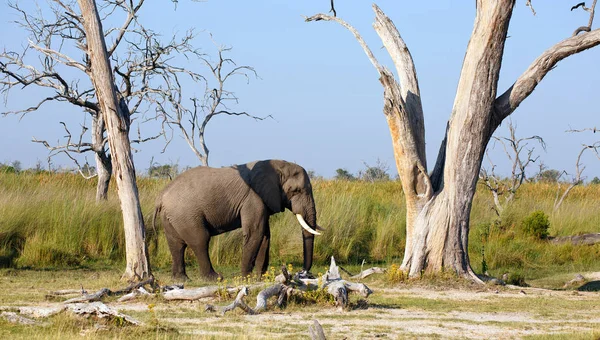 Savannah Elefante Animal Natureza Mamífero Fauna — Fotografia de Stock